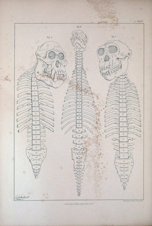 Comparative osteology:.London,Taylor and Walton,1847.  | Bones | Vintage Print Reproduction 455463