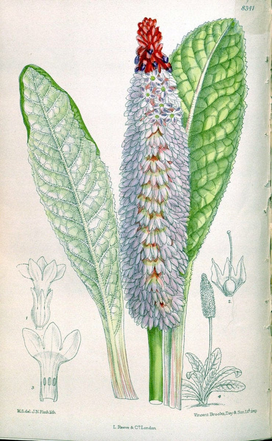 Curtis's botanical magazine. London ; New York [etc.] :Academic Press [etc.]. | "Botanical illustration" Botany Periodicals "Pictorial works" "Plants, Ornamental"  | Vintage Print Reproduction 455466
