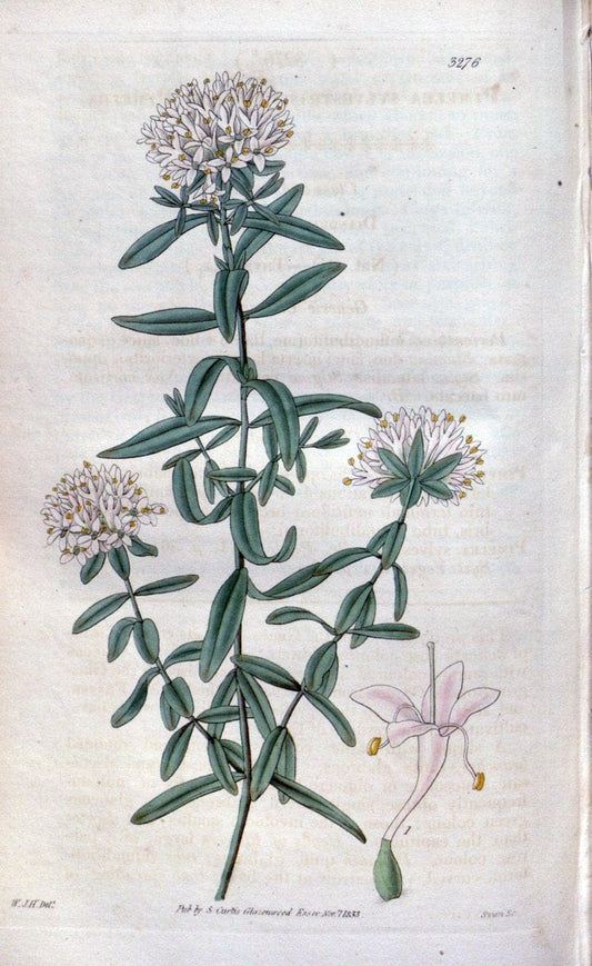 Curtis's botanical magazine. London ; New York [etc.] :Academic Press [etc.]. | "Botanical illustration" Botany Periodicals "Pictorial works" "Plants, Ornamental"  | Vintage Print Reproduction 455467