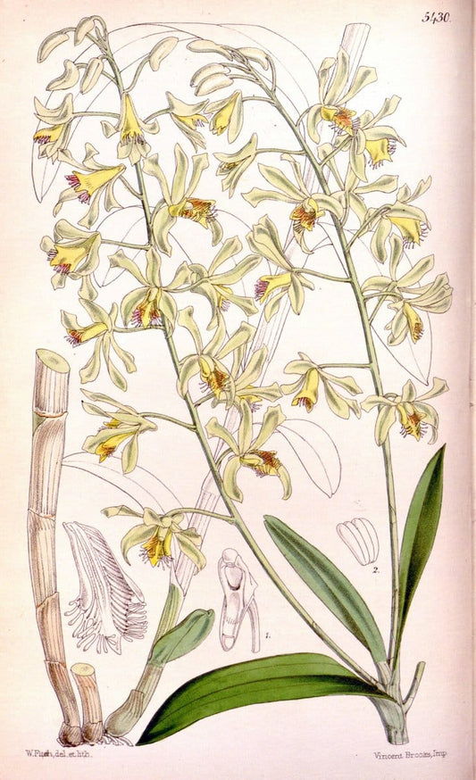 Curtis's botanical magazine..London ;New York [etc.] :Academic Press [etc.]. |  | Vintage Print Reproduction 455468