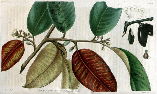 Curtis's botanical magazine..London ;New York [etc.] :Academic Press [etc.]. |  | Vintage Print Reproduction 455470