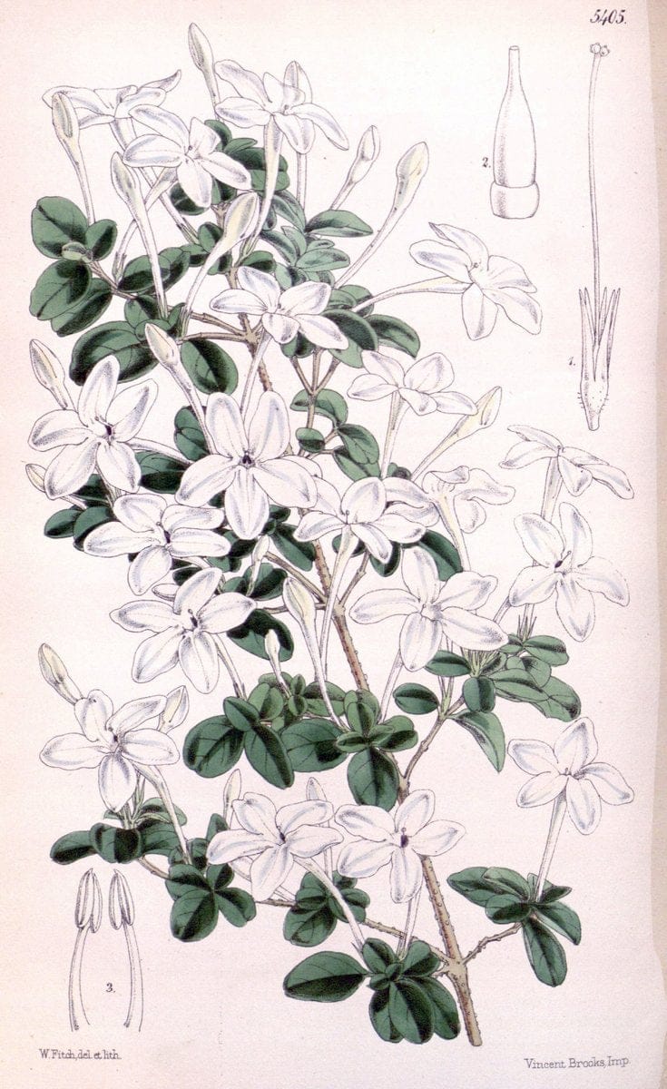 Curtis's botanical magazine. London ;New York [etc.] :Academic Press [etc.]. | Botany Periodicals "Pictorial works"  | Vintage Print Reproduction 455473