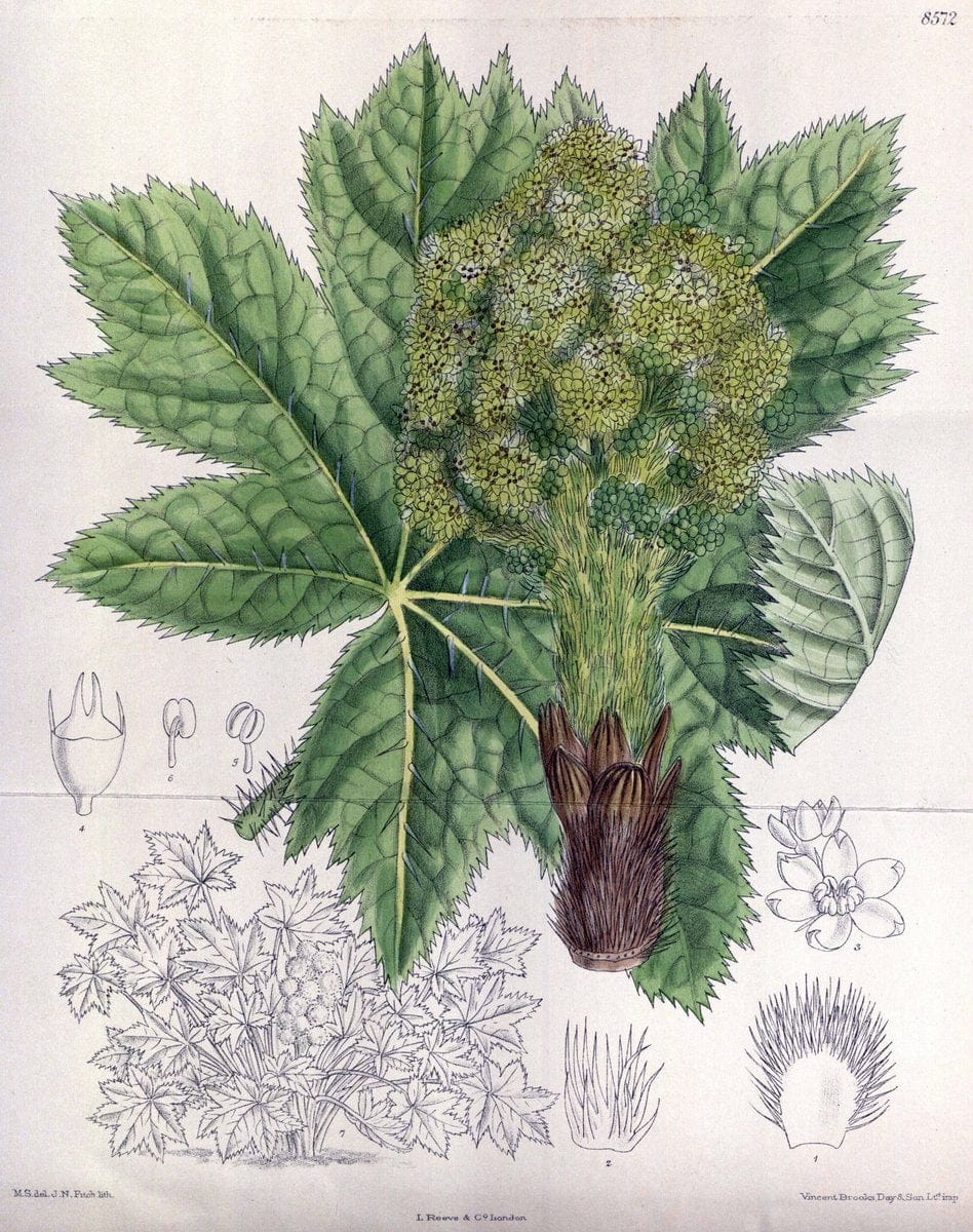 Curtis's botanical magazine. London ; New York [etc.] :Academic Press [etc.]. | "Botanical illustration" Botany Periodicals "Pictorial works" "Plants, Ornamental"  | Vintage Print Reproduction 455475