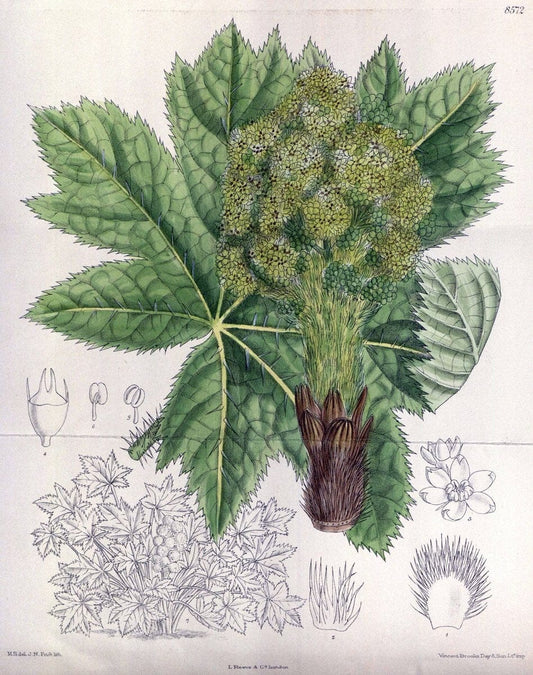 Curtis's botanical magazine. London ; New York [etc.] :Academic Press [etc.]. | "Botanical illustration" Botany Periodicals "Pictorial works" "Plants, Ornamental"  | Vintage Print Reproduction 455475