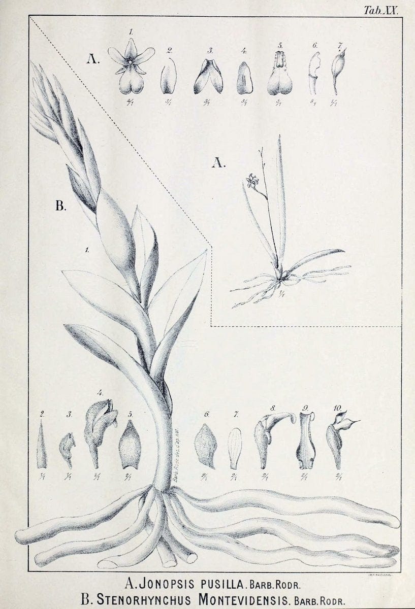 Contributions du Jardin botanique de Rio de Janeiro /.Rio de Janeiro :L'Etoile du Sud,1901-1907.  | Botany Brazil | Vintage Print Reproduction 455476