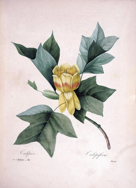 Choix des plus belles fleurs :.Paris:Ernest Panckoucke,[1833].. |  | Vintage Print Reproduction 455478
