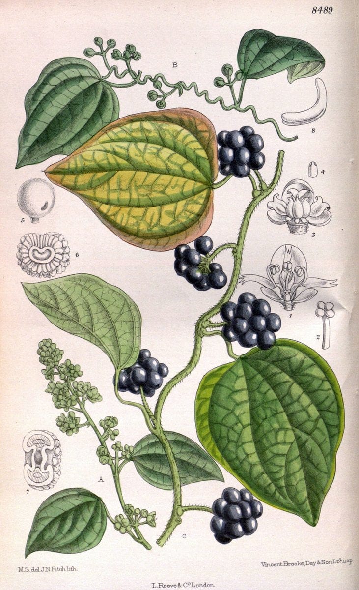 Curtis's botanical magazine. London ; New York [etc.] :Academic Press [etc.]. | "Botanical illustration" Botany Periodicals "Pictorial works" "Plants, Ornamental"  | Vintage Print Reproduction 455480