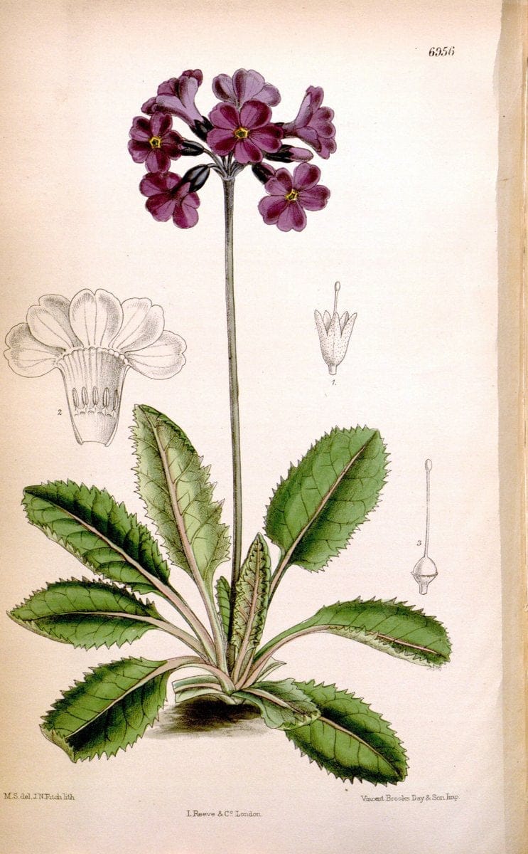 Curtis's botanical magazine. London ; New York [etc.] :Academic Press [etc.]. | "Botanical illustration" Botany Periodicals "Pictorial works" "Plants, Ornamental"  | Vintage Print Reproduction 455481