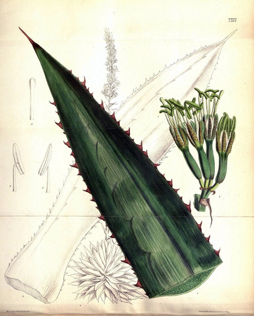 Curtis's botanical magazine. London ; New York [etc.] :Academic Press [etc.]. | "Botanical illustration" Botany Periodicals "Pictorial works" "Plants, Ornamental"  | Vintage Print Reproduction 455482