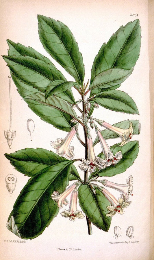 Curtis's botanical magazine. London ; New York [etc.] :Academic Press [etc.]. | "Botanical illustration" Botany Periodicals "Pictorial works" "Plants, Ornamental"  | Vintage Print Reproduction 455483