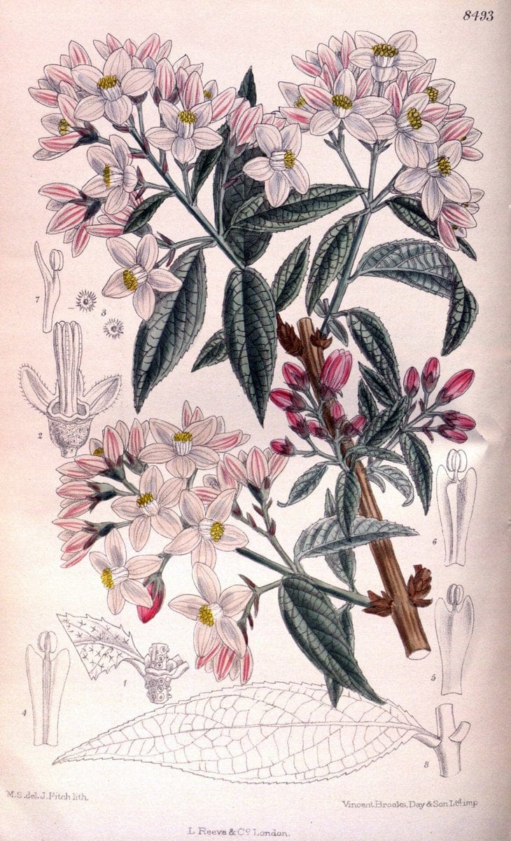 Curtis's botanical magazine. London ; New York [etc.] :Academic Press [etc.]. | "Botanical illustration" Botany Periodicals "Pictorial works" "Plants, Ornamental"  | Vintage Print Reproduction 455484