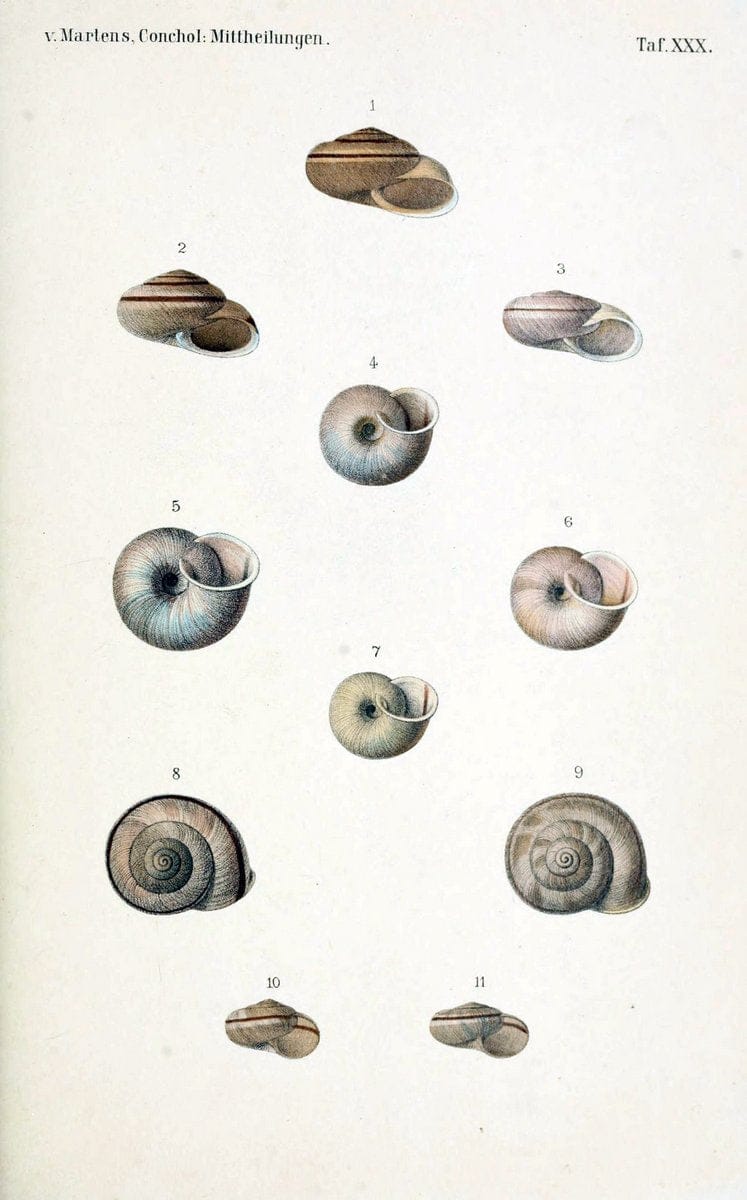 Conchologische Mittheilungen als Fortsetzung der Novitates conchologicae. bd 1 - 3.Cassell :T. Fischer,1880- . |  | Vintage Print Reproduction 455485