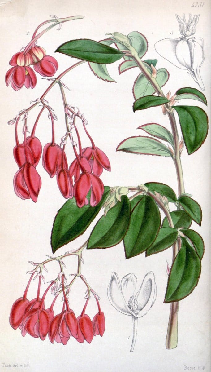 Curtis's botanical magazine. London ; New York [etc.] :Academic Press [etc.]. | "Botanical illustration" Botany Periodicals "Pictorial works" "Plants, Ornamental"  | Vintage Print Reproduction 455486