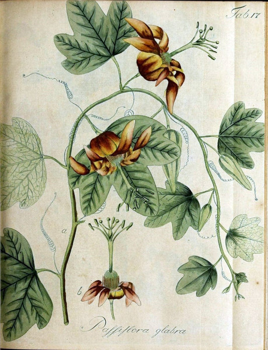Collectio plantarum tam exoticarum, quam indigenarum, cum delineatione, descriptione cul | Botany | Vintage Print Reproduction 455488