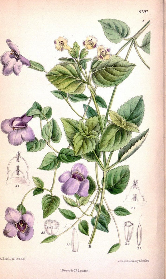 Curtis's botanical magazine. London ; New York [etc.] :Academic Press [etc.]. | "Botanical illustration" Botany Periodicals "Pictorial works" "Plants, Ornamental"  | Vintage Print Reproduction 455489