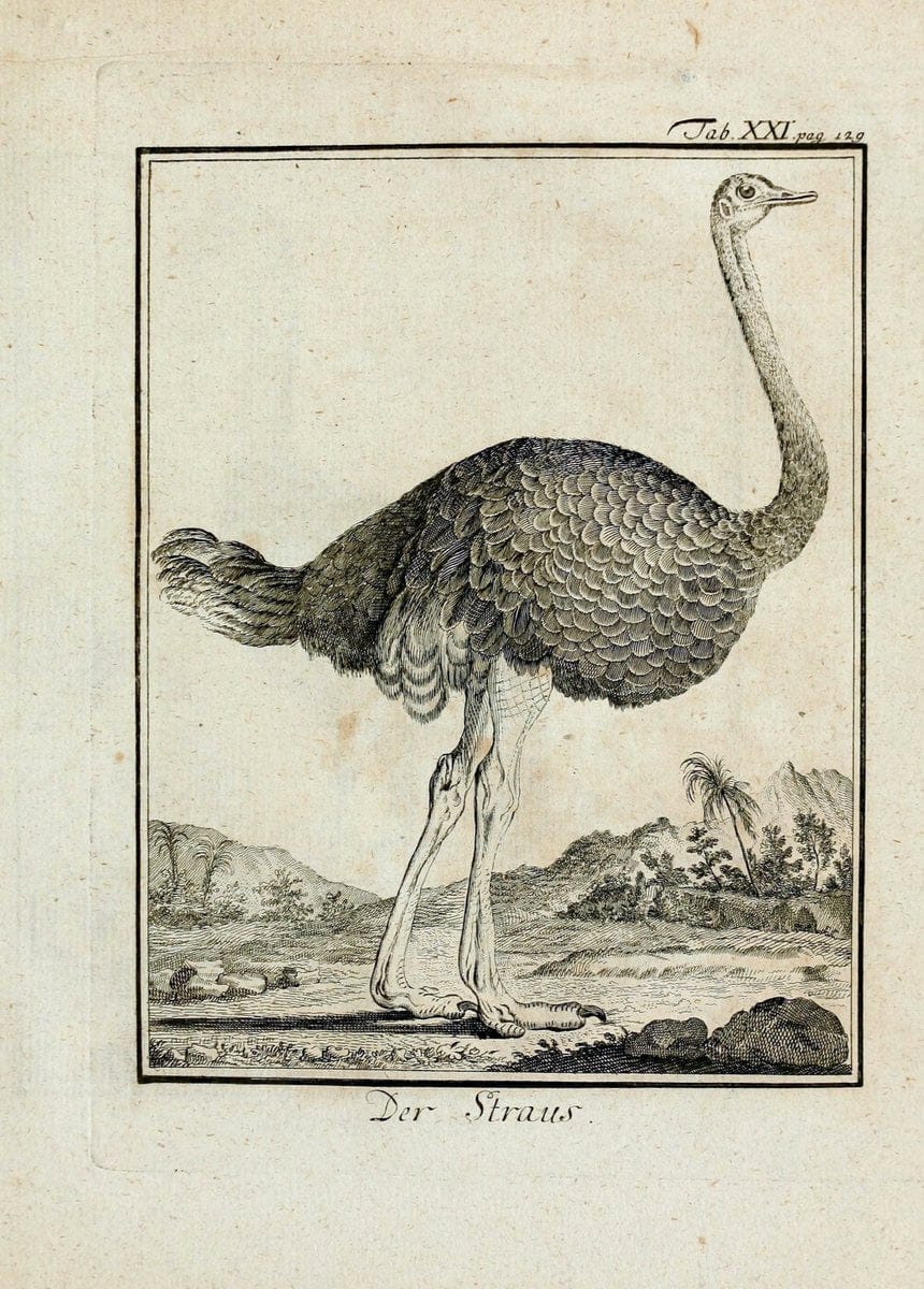 BÃ¼ffons Naturgeschichte der VÃ¶gel :.Leipzig :bey Hermann Heinrich Holle,1775-1782.. |  | Vintage Print Reproduction 455490