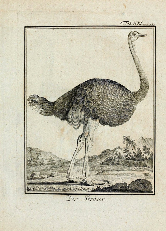 BÃ¼ffons Naturgeschichte der VÃ¶gel :.Leipzig :bey Hermann Heinrich Holle,1775-1782.. |  | Vintage Print Reproduction 455490