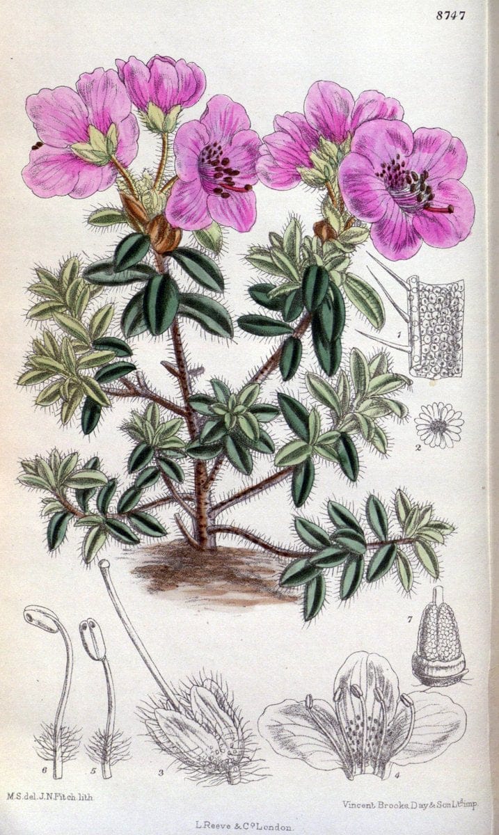 Curtis's botanical magazine. London ; New York [etc.] :Academic Press [etc.]. | "Botanical illustration" Botany Periodicals "Pictorial works" "Plants, Ornamental"  | Vintage Print Reproduction 455491