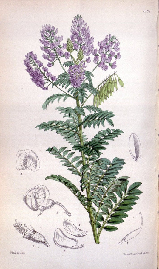 Curtis's botanical magazine. London ; New York [etc.] :Academic Press [etc.]. | "Botanical illustration" Botany Periodicals "Pictorial works" "Plants, Ornamental"  | Vintage Print Reproduction 455493
