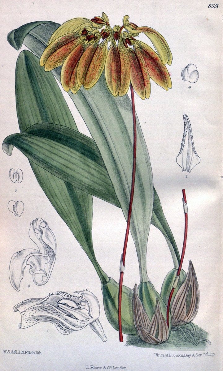 Curtis's botanical magazine. London ; New York [etc.] :Academic Press [etc.]. | "Botanical illustration" Botany Periodicals "Pictorial works" "Plants, Ornamental"  | Vintage Print Reproduction 455494