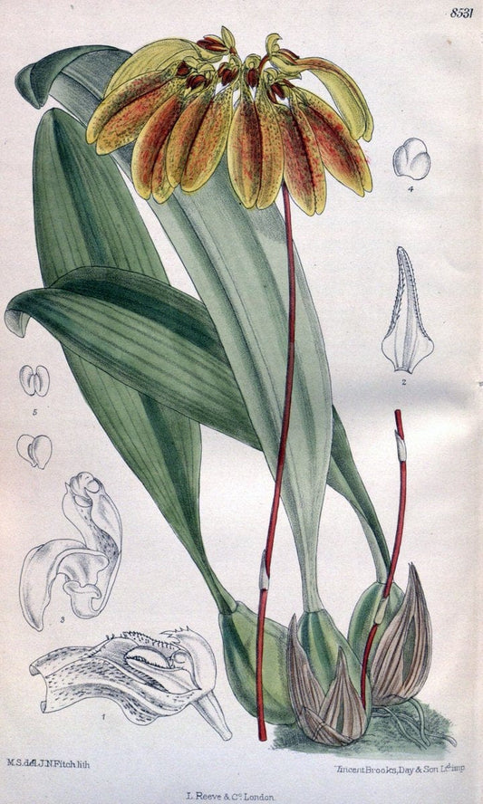 Curtis's botanical magazine. London ; New York [etc.] :Academic Press [etc.]. | "Botanical illustration" Botany Periodicals "Pictorial works" "Plants, Ornamental"  | Vintage Print Reproduction 455494