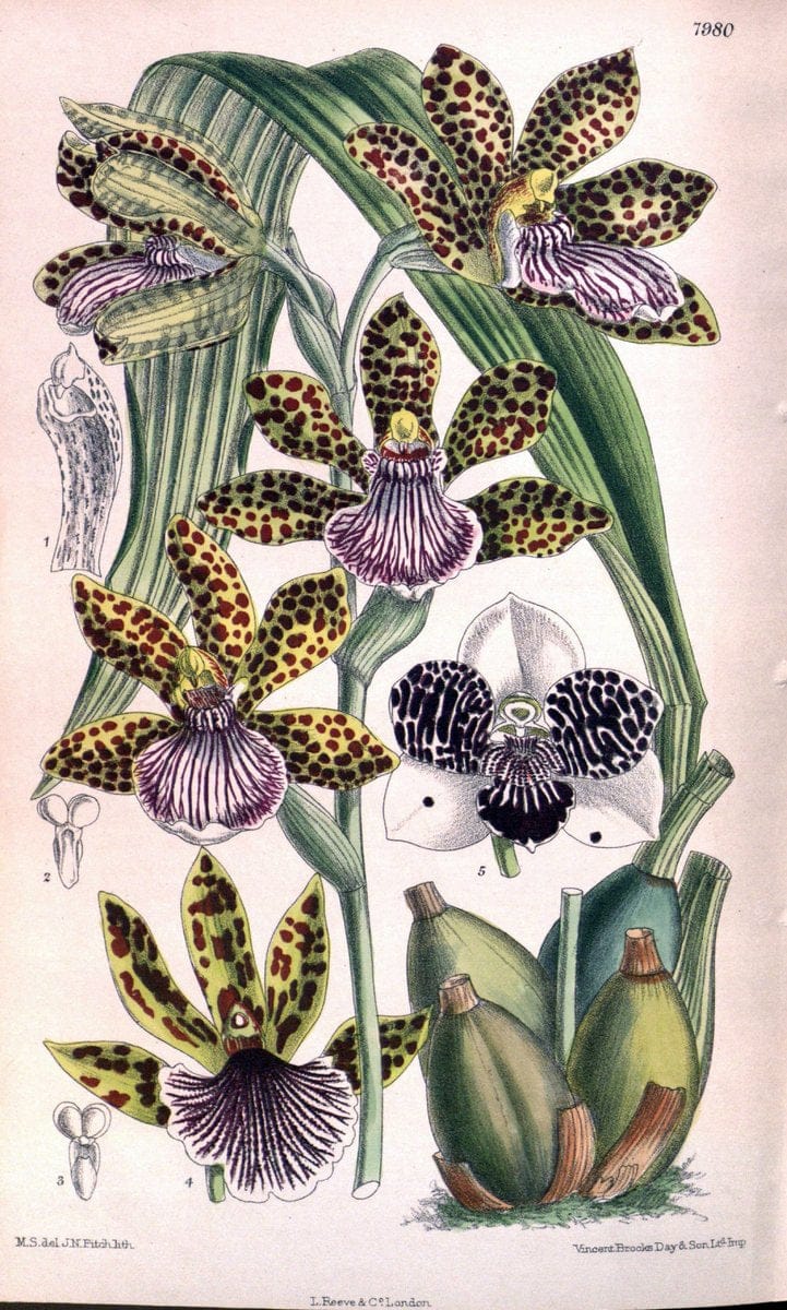 Curtis's botanical magazine. London ; New York [etc.] :Academic Press [etc.]. | "Botanical illustration" Botany Periodicals "Pictorial works" "Plants, Ornamental"  | Vintage Print Reproduction 455495