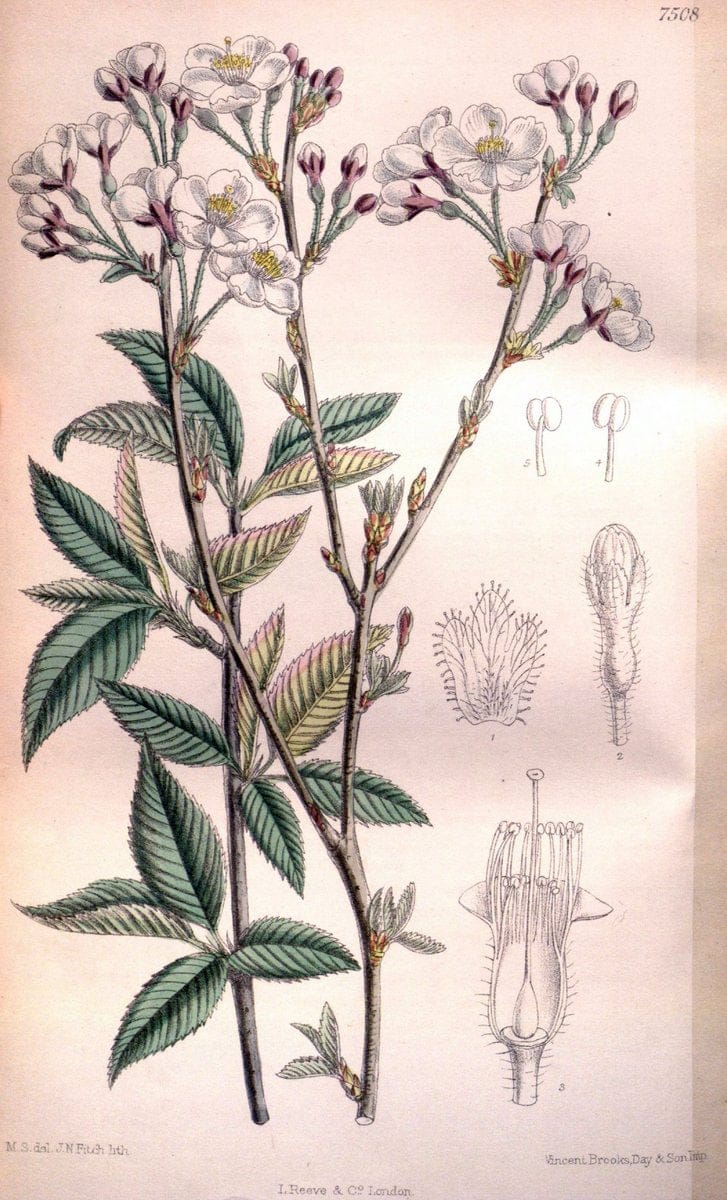 Curtis's botanical magazine. London ; New York [etc.] :Academic Press [etc.]. | "Botanical illustration" Botany Periodicals "Pictorial works" "Plants, Ornamental"  | Vintage Print Reproduction 455496
