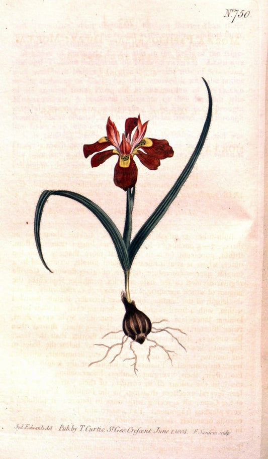 Curtis's botanical magazine..London ;New York [etc.] :Academic Press [etc.]. |  | Vintage Print Reproduction 455498