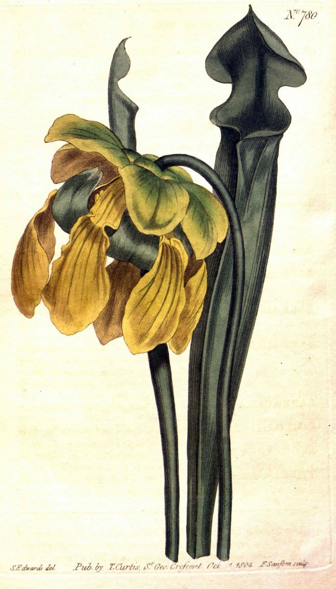 Curtis's botanical magazine..London ;New York [etc.] :Academic Press [etc.]. |  | Vintage Print Reproduction 455499