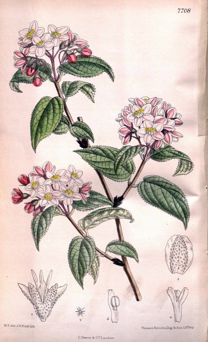 Curtis's botanical magazine. London ;New York [etc.] :Academic Press [etc.]. | Botany Periodicals "Pictorial works"  | Vintage Print Reproduction 455500
