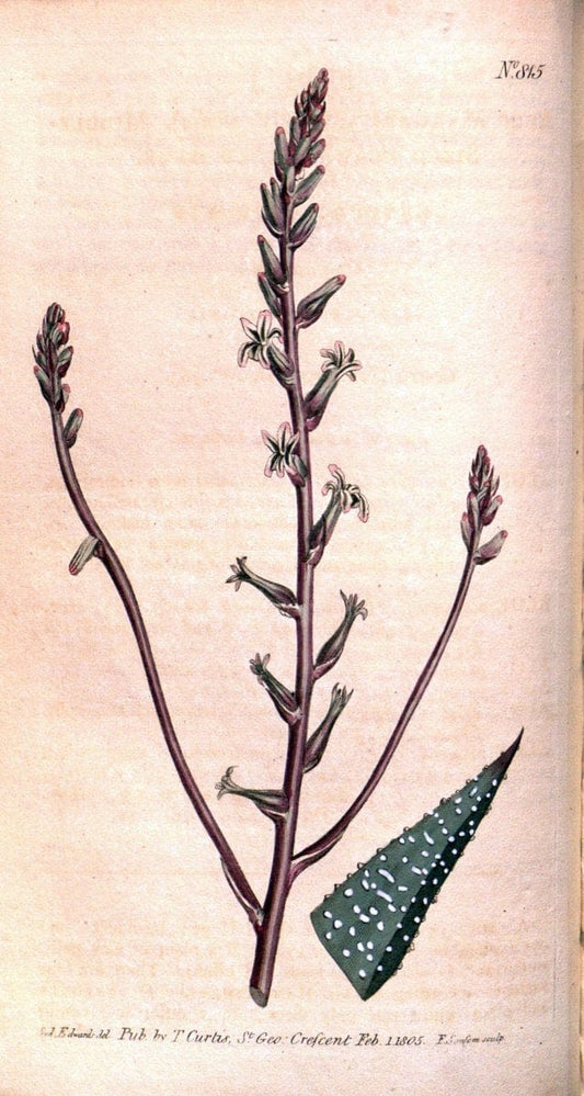 Curtis's botanical magazine. London ;New York [etc.] :Academic Press [etc.]. | Botany Periodicals "Pictorial works"  | Vintage Print Reproduction 455501