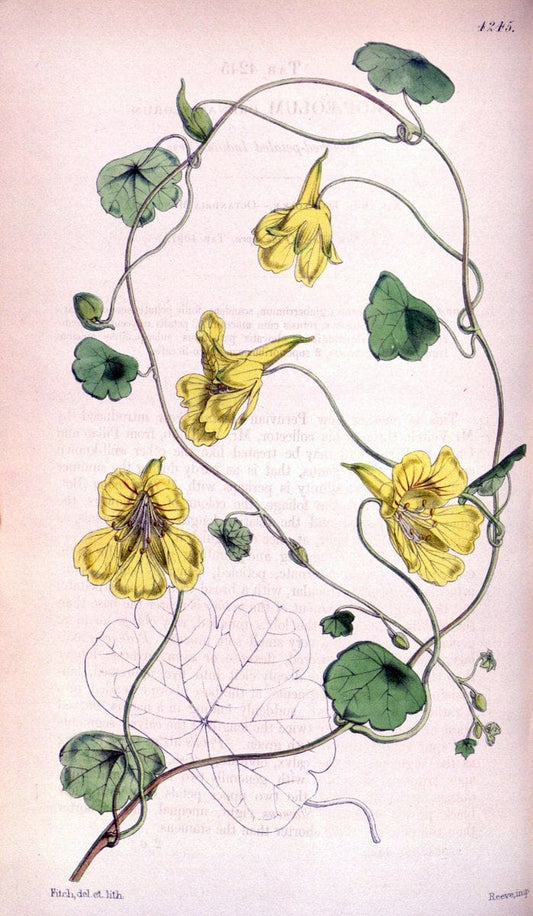 Curtis's botanical magazine. London ;New York [etc.] :Academic Press [etc.]. | Botany Periodicals "Pictorial works"  | Vintage Print Reproduction 455502