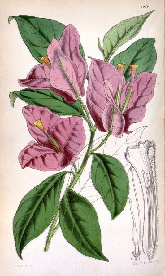 Curtis's botanical magazine. London ;New York [etc.] :Academic Press [etc.]. | Botany Periodicals "Pictorial works"  | Vintage Print Reproduction 455503