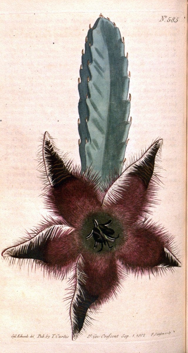 Curtis's botanical magazine. London ;New York [etc.] :Academic Press [etc.]. | Botany Periodicals "Pictorial works"  | Vintage Print Reproduction 455504