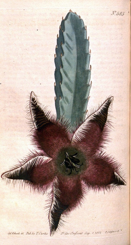 Curtis's botanical magazine. London ;New York [etc.] :Academic Press [etc.]. | Botany Periodicals "Pictorial works"  | Vintage Print Reproduction 455504