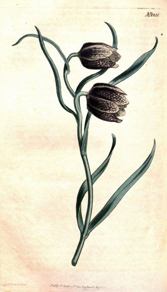 Curtis's botanical magazine. London ; New York [etc.] :Academic Press [etc.]. | "Botanical illustration" Botany Periodicals "Pictorial works" "Plants, Ornamental"  | Vintage Print Reproduction 455506