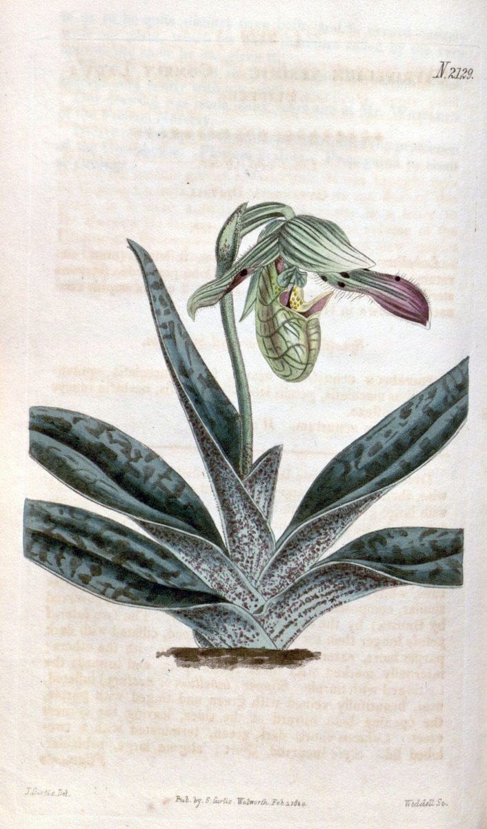 Curtis's botanical magazine. London ; New York [etc.] :Academic Press [etc.]. | "Botanical illustration" Botany Periodicals "Pictorial works" "Plants, Ornamental"  | Vintage Print Reproduction 455507
