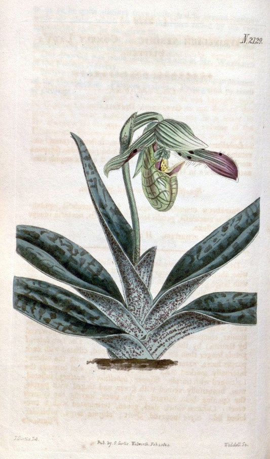 Curtis's botanical magazine. London ; New York [etc.] :Academic Press [etc.]. | "Botanical illustration" Botany Periodicals "Pictorial works" "Plants, Ornamental"  | Vintage Print Reproduction 455507