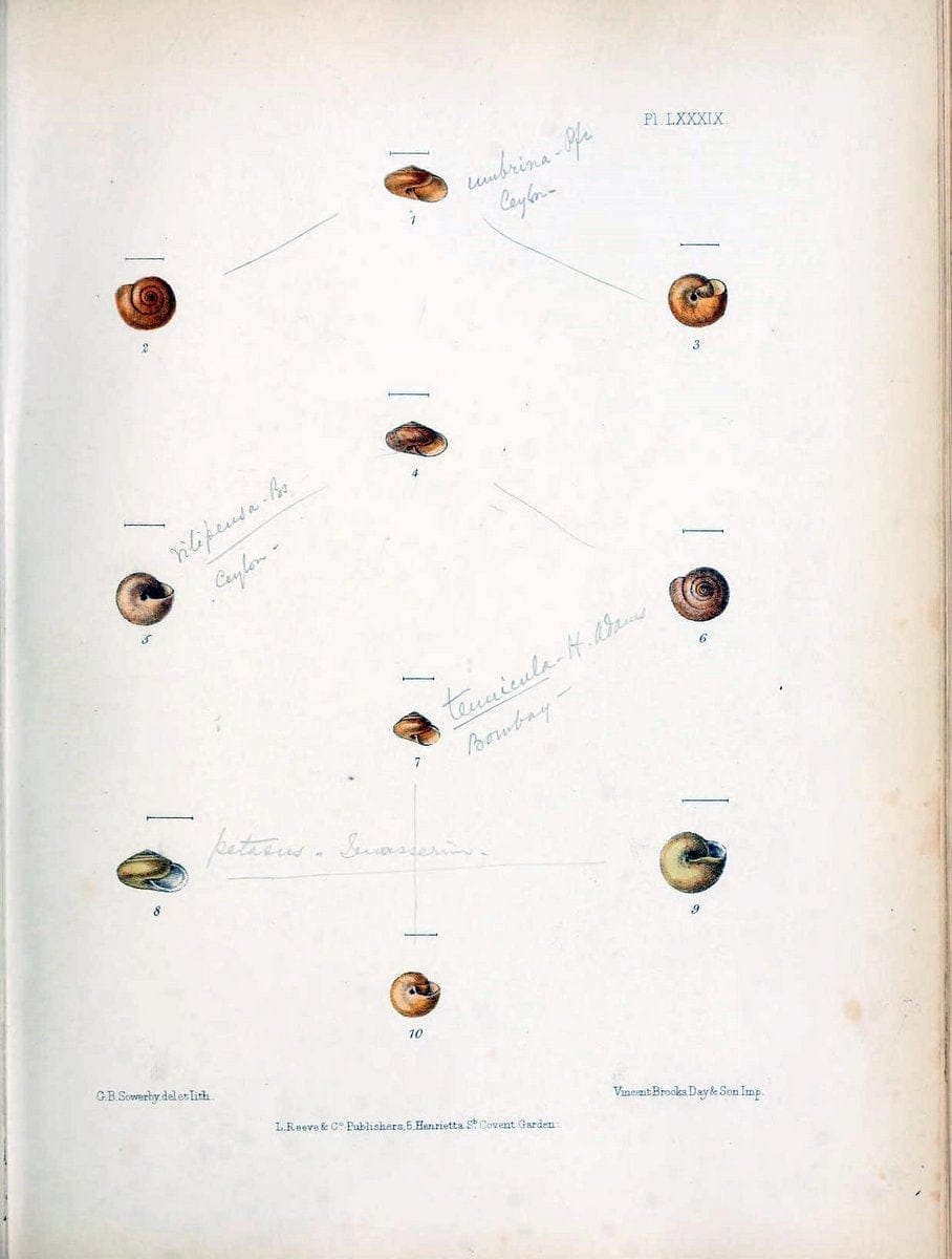 Conchologia indica,.London,1870-1876.. |  | Vintage Print Reproduction 455508