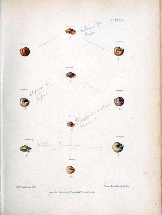 Conchologia indica,.London,1870-1876.. |  | Vintage Print Reproduction 455508