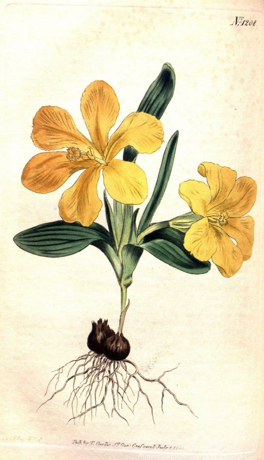 Curtis's botanical magazine. London ; New York [etc.] :Academic Press [etc.]. | "Botanical illustration" Botany Periodicals "Pictorial works" "Plants, Ornamental"  | Vintage Print Reproduction 455509