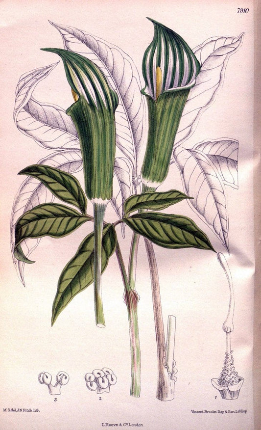 Curtis's botanical magazine. London ; New York [etc.] :Academic Press [etc.]. | "Botanical illustration" Botany Periodicals "Pictorial works" "Plants, Ornamental"  | Vintage Print Reproduction 455510