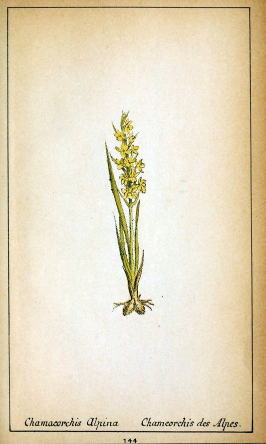 Choix de plantes de l'Europe centrale et particuliÃ¨rement de la Suisse et de la SavoieGe | Europe Central "Pictorial works" Plants "Savoy (France and Italy)" Switzerland  | Vintage Reproduction 455511