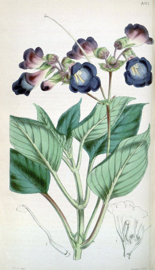 Curtis's botanical magazine. London ; New York [etc.] :Academic Press [etc.]. | "Botanical illustration" Botany Periodicals "Pictorial works" "Plants, Ornamental"  | Vintage Print Reproduction 455512