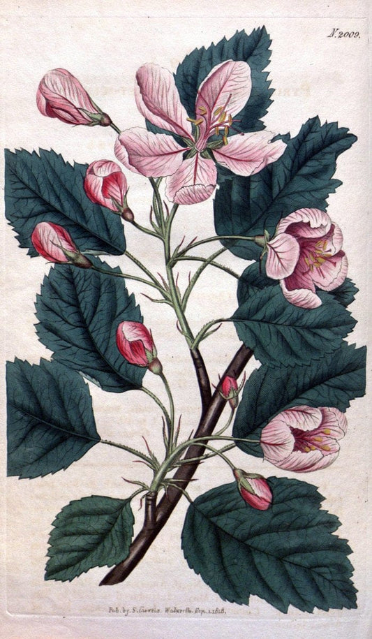 Curtis's botanical magazine. London ; New York [etc.] :Academic Press [etc.]. | "Botanical illustration" Botany Periodicals "Pictorial works" "Plants, Ornamental"  | Vintage Print Reproduction 455513