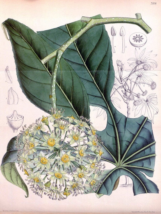Curtis's botanical magazine. London ; New York [etc.] :Academic Press [etc.]. | "Botanical illustration" Botany Periodicals "Pictorial works" "Plants, Ornamental"  | Vintage Print Reproduction 455515