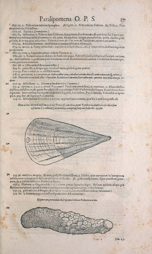 Conradi Gesneri medici Tigurini Historiae animalium liber IV :.Francofurti :In Bibliopol | "Early works to 1800" Fishes Mollusks "Pre-Linnean works" Zoology | Vintage Print Reproduction 455516