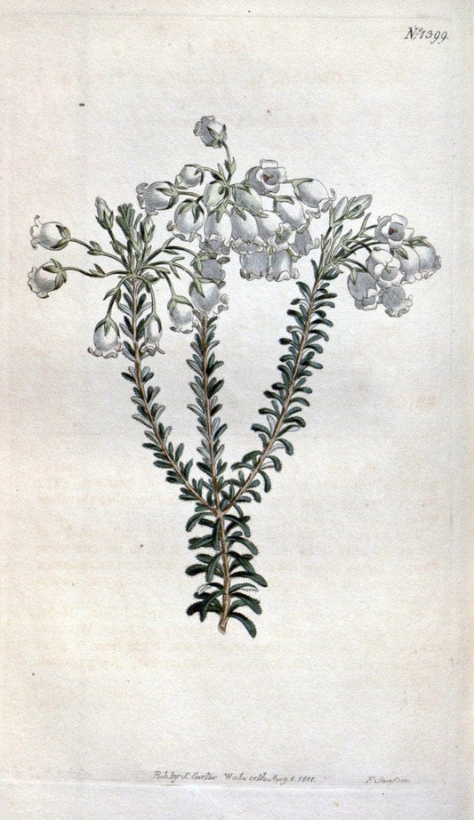 Curtis's botanical magazine. London ; New York [etc.] :Academic Press [etc.]. | "Botanical illustration" Botany Periodicals "Pictorial works" "Plants, Ornamental"  | Vintage Print Reproduction 455521