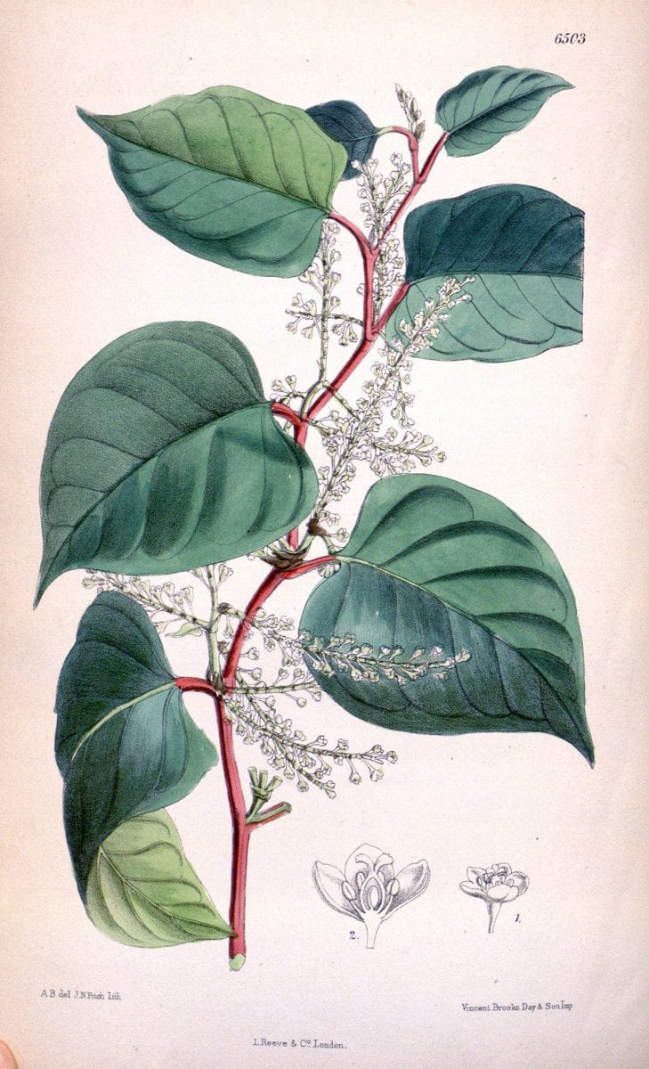 Curtis's botanical magazine. London ; New York [etc.] :Academic Press [etc.]. | "Botanical illustration" Botany Periodicals "Pictorial works" "Plants, Ornamental"  | Vintage Print Reproduction 455522