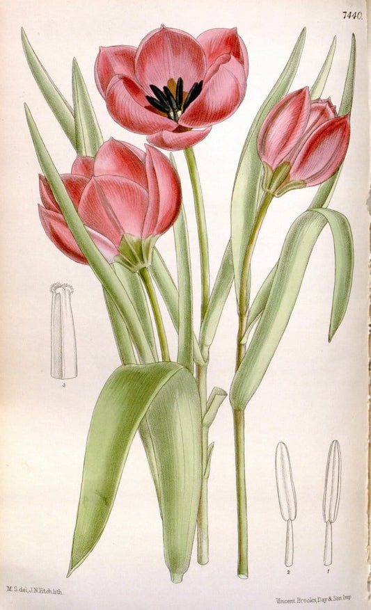 Curtis's botanical magazine. London ; New York [etc.] :Academic Press [etc.]. | "Botanical illustration" Botany Periodicals "Pictorial works" "Plants, Ornamental"  | Vintage Print Reproduction 455524